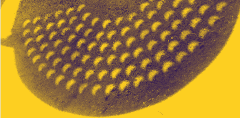 Sistemas Exoplanetários Fascinantes